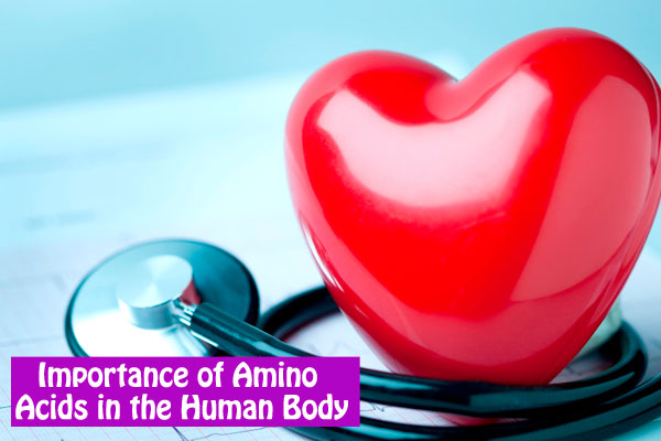 Importance of Amino Acids in the Human Body